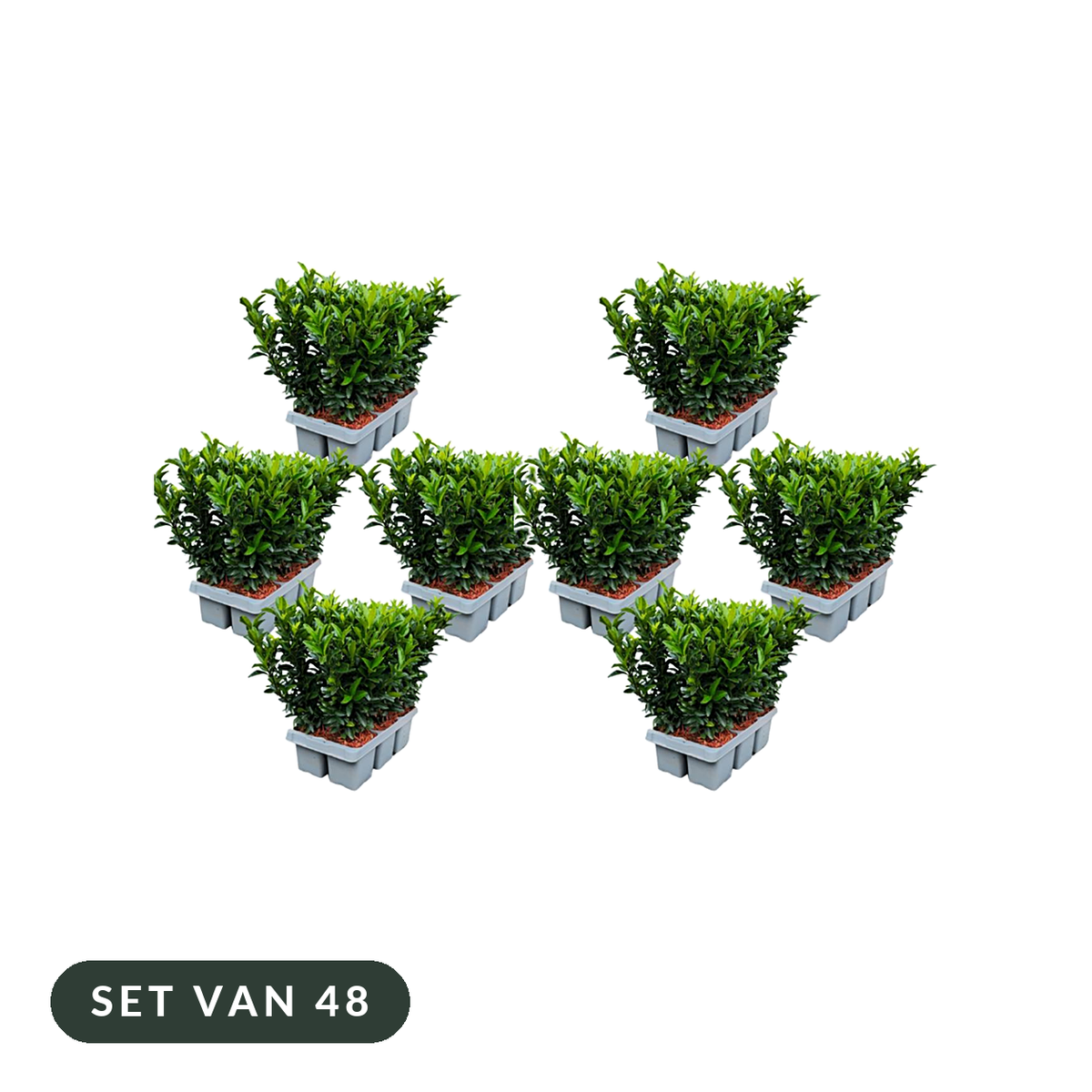 Euonymus 'Green Spire', set van 48 in acht trays van 6, op witte achtergrond