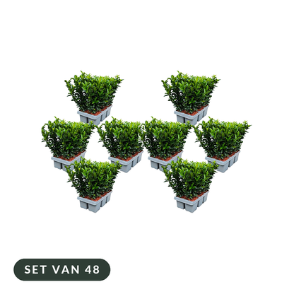 Euonymus 'Green Spire', set van 48 in acht trays van 6, op witte achtergrond