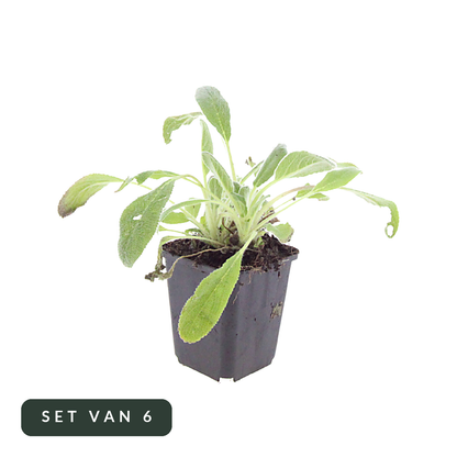 Ezelsoor Stachys byzantina in kweekpot, set van 6, op witte achtergrond