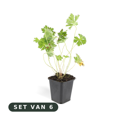 Geranium Rozanne - set van 6, witte achtergrond