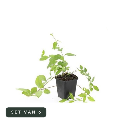 Grote maagdenpalm Alba in kweekpot, set van 6, op witte achtergrond