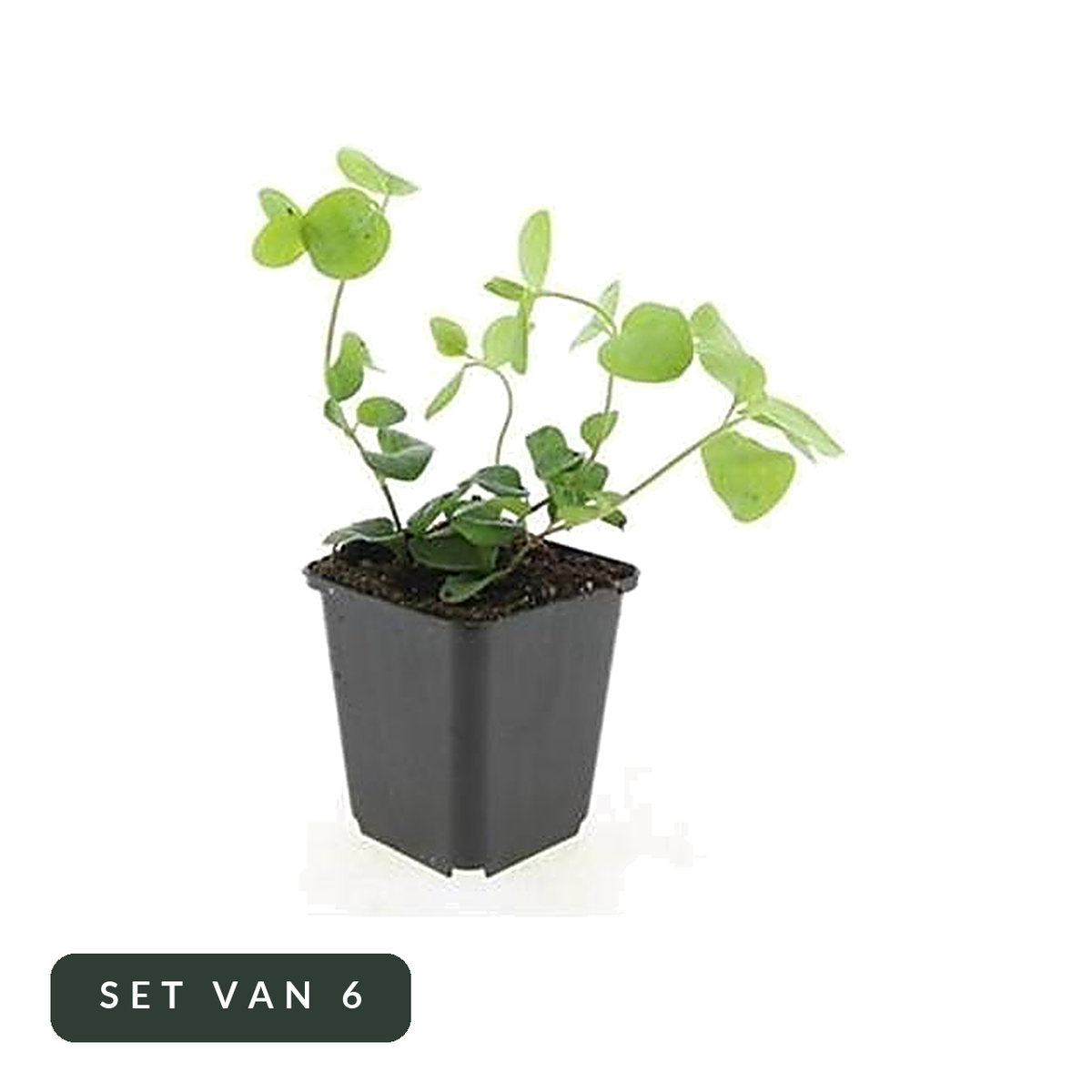 Grote maagdenpalm set van 6 in kweekpot, hoofdfoto op witte achtergrond