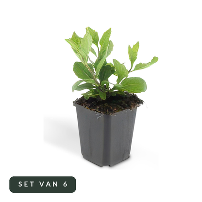 Herfstaster Asran in kweekpot, set van 6, op witte achtergrond