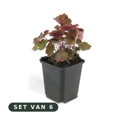Heuchera Palace Purple - set van 6, witte achtergrond