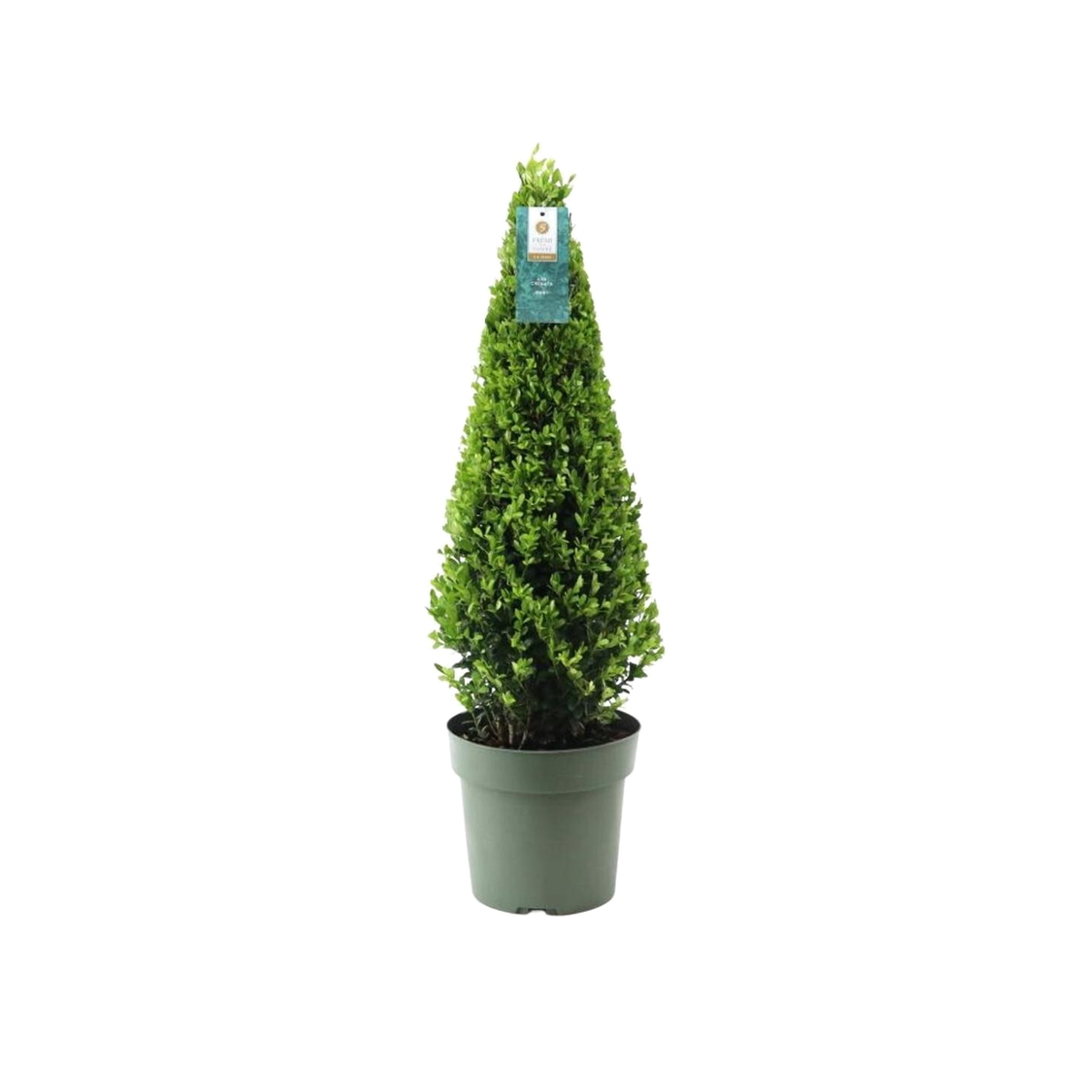 Hulst piramide Ilex van 55 cm in kweekpot, op witte achtergrond
