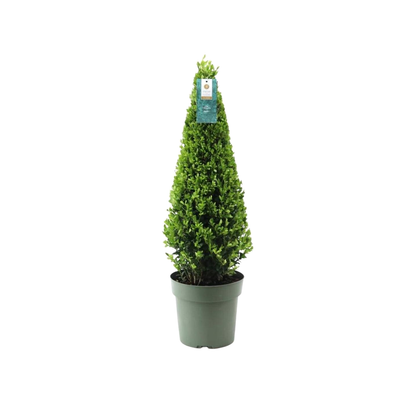 Hulst piramide Ilex van 55 cm in kweekpot, op witte achtergrond