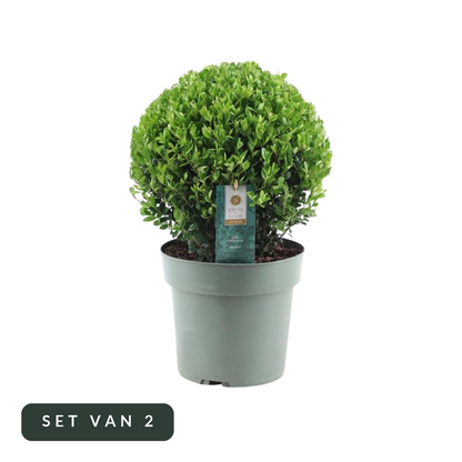 Japanse hulst Jenny als bol XL in kweekpot, set van 2, op witte achtergrond