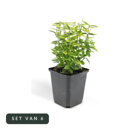 Kardinaalsmuts Emerald n Gold in kweekpot, set van 6, op witte achtergrond