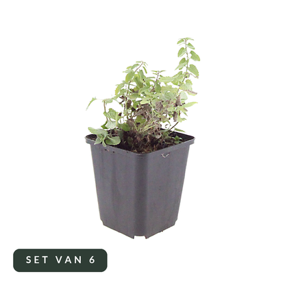 Kattenkruid Nepeta faassenii in kweekpot, set van 6, op witte achtergrond