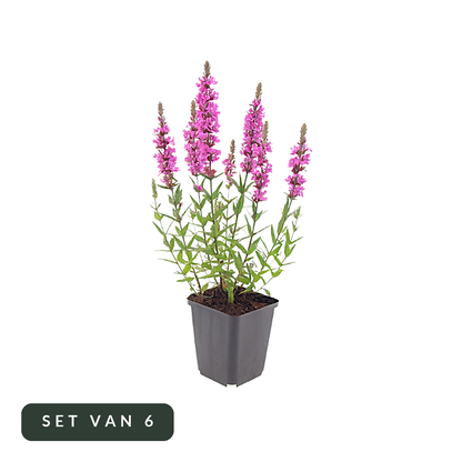 Kattenstaart Lythrum salicaria in kweekpot, set van 6, op witte achtergrond