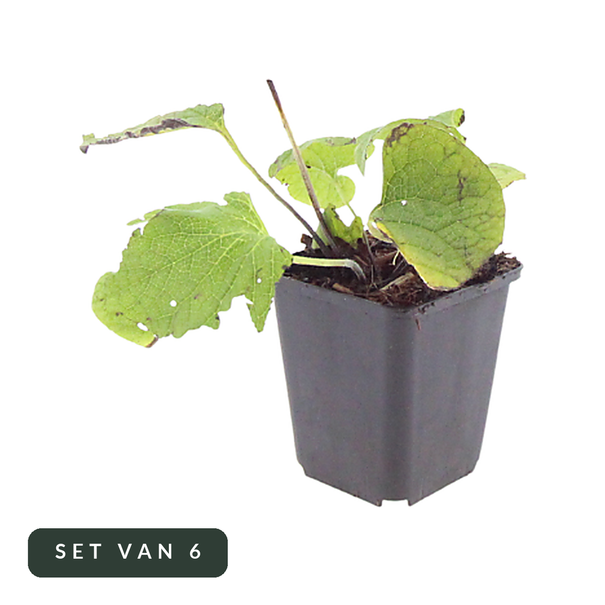 Kaukasisch vergeet-mij-nietje Brunnera in kweekpot, set van 6, op witte achtergrond