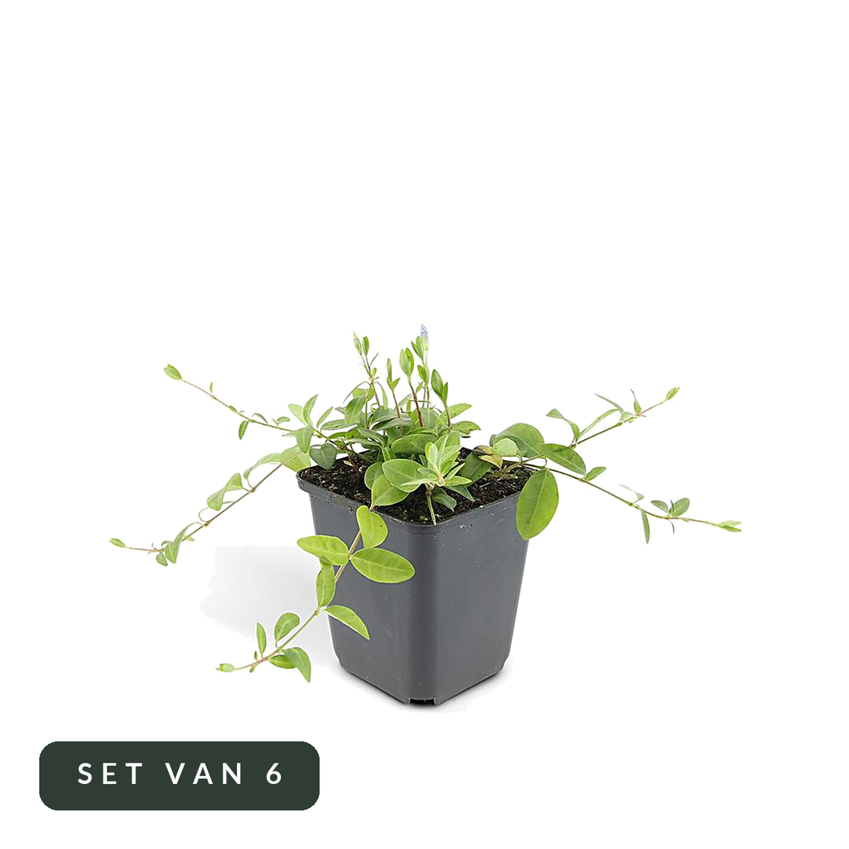 Kleine maagdenpalm Vinca minor in kweekpot, set van 6, op witte achtergrond