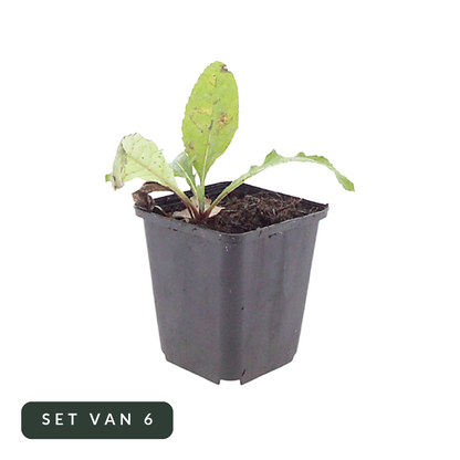 Kogeldistel set van 6 in pot, hoofdfoto op witte achtergrond