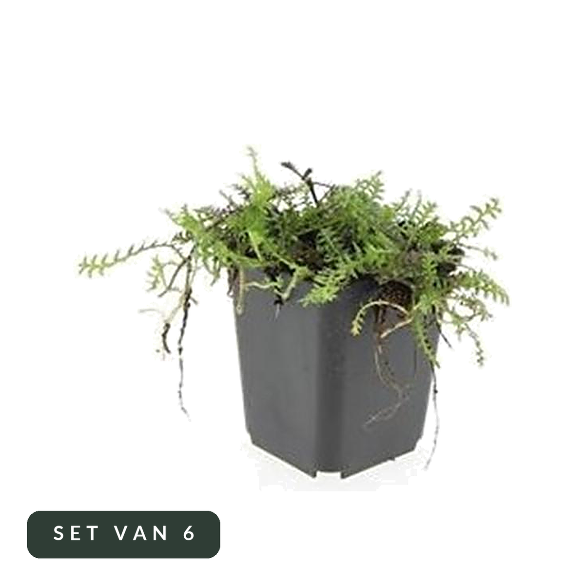 Koperknoopje Leptinella squalida set van 6 in kweekpot, hoofdfoto op witte achtergrond