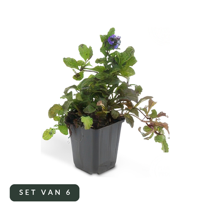 Kruipend zenegroen Ajuga reptans in kweekpot, set van 6, op witte achtergrond