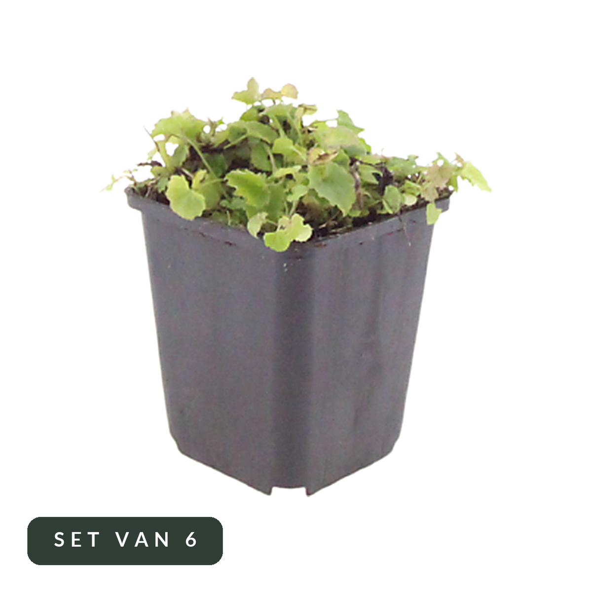 Kruipklokje set van 6 in pot, hoofdfoto op witte achtergrond