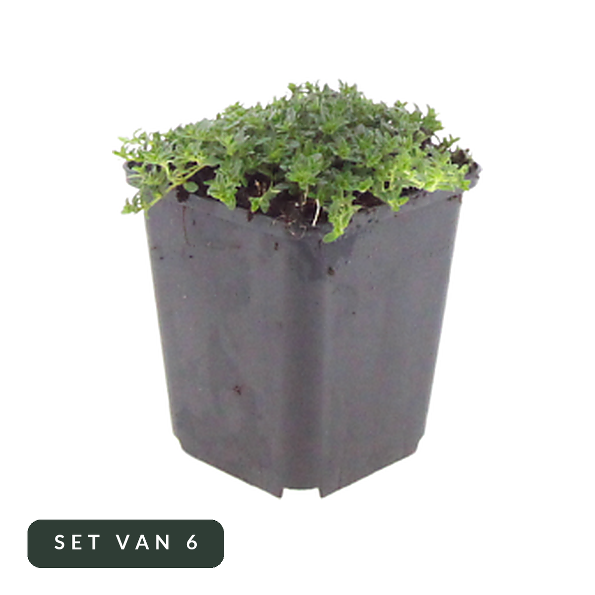 Kruiptijm Albiflorus set van 6 in kweekpot, hoofdfoto op witte achtergrond