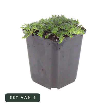 Kruiptijm Albiflorus set van 6 in kweekpot, hoofdfoto op witte achtergrond