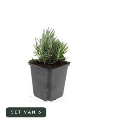 Lavendel Dwarf Blue in kweekpot, set van 6, op witte achtergrond