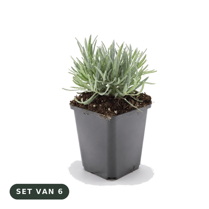 Lavendel 'Edelweiss' wit - set van 6 plantjes in kweekpot