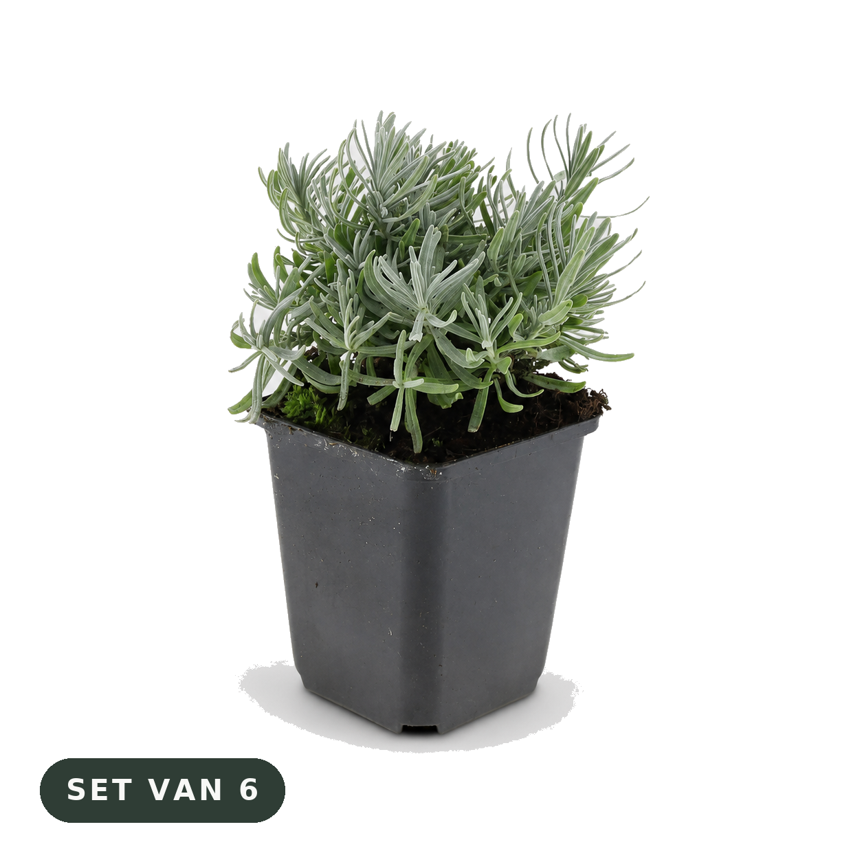 Lavendel 'Hidcote' - set van 6 plantjes in kweekpot