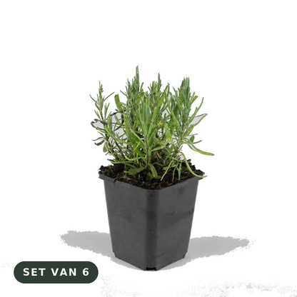 Lavendel 'Munstead' - set van 6 plantjes in kweekpot