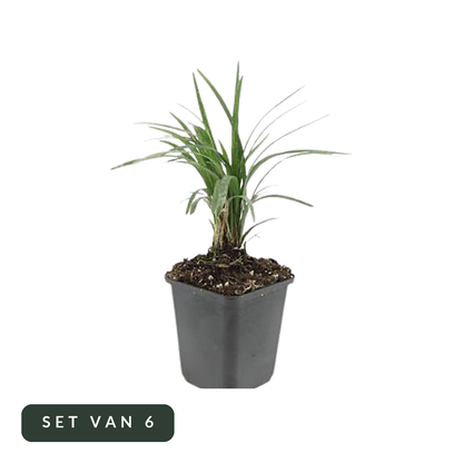 Leliegras Moneymaker in kweekpot, set van 6, op witte achtergrond