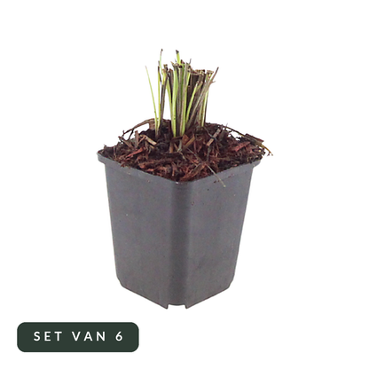 Liatris spicata in kweekpot, set van 6, op witte achtergrond