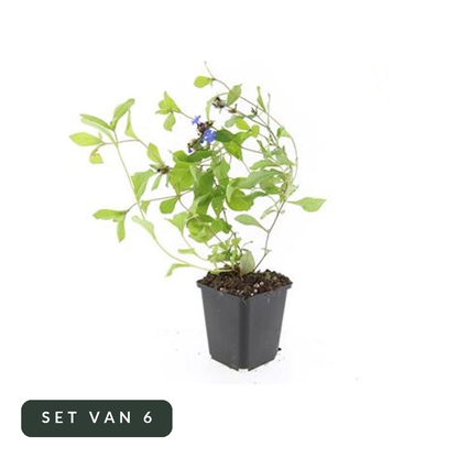 Loodkruid Ceratostigma in kweekpot, set van 6, op witte achtergrond