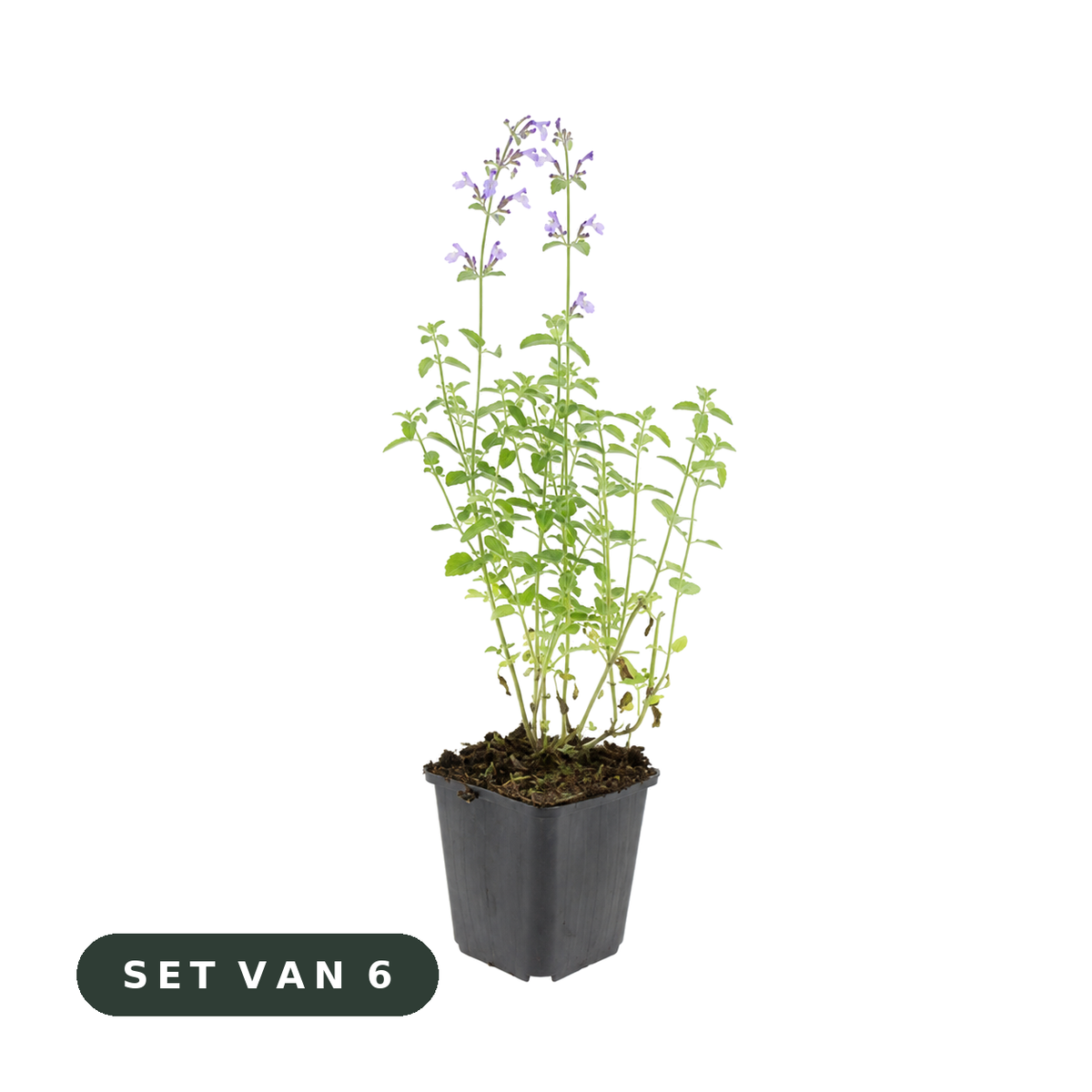 Nepeta 'Walker's Low' - set van 6, witte achtergrond