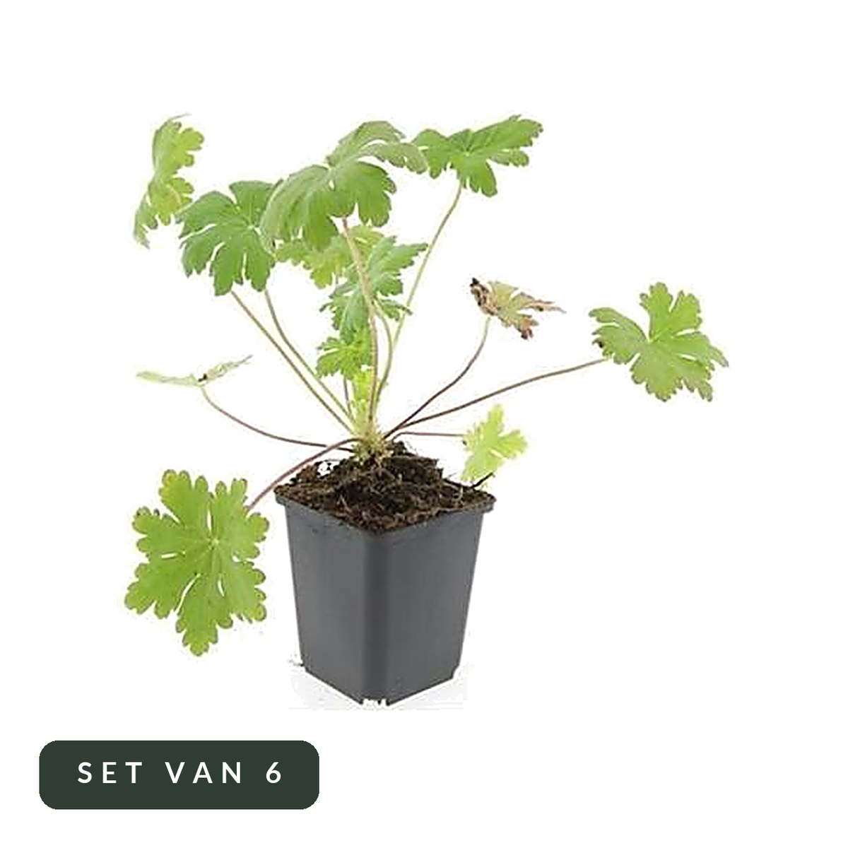 Ooievaarsbek Ingwersen's Variety in kweekpot, set van 6, op witte achtergrond