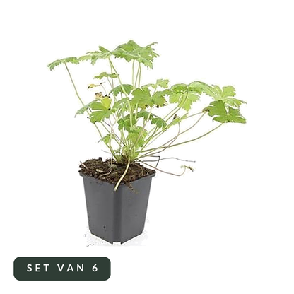 Ooievaarsbek Tiny Monster set van 6 in kweekpot, hoofdfoto op witte achtergrond