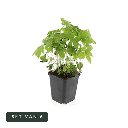 Ooievaarsbek Geranium nodosum set van 6 in kweekpot, hoofdfoto op witte achtergrond