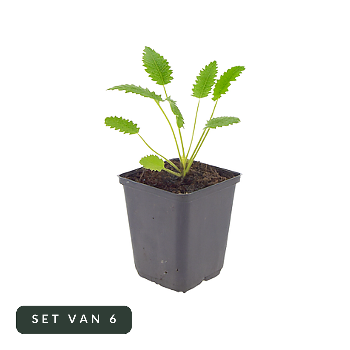 Pimpernel Tanna set van 6 in kweekpot, hoofdfoto op witte achtergrond