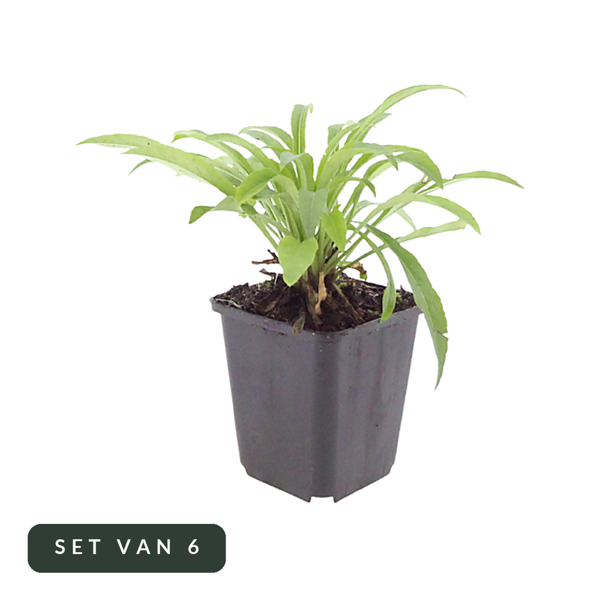 Prachtklokje Coerulea set van 6 in pot, hoofdfoto op witte achtergrond