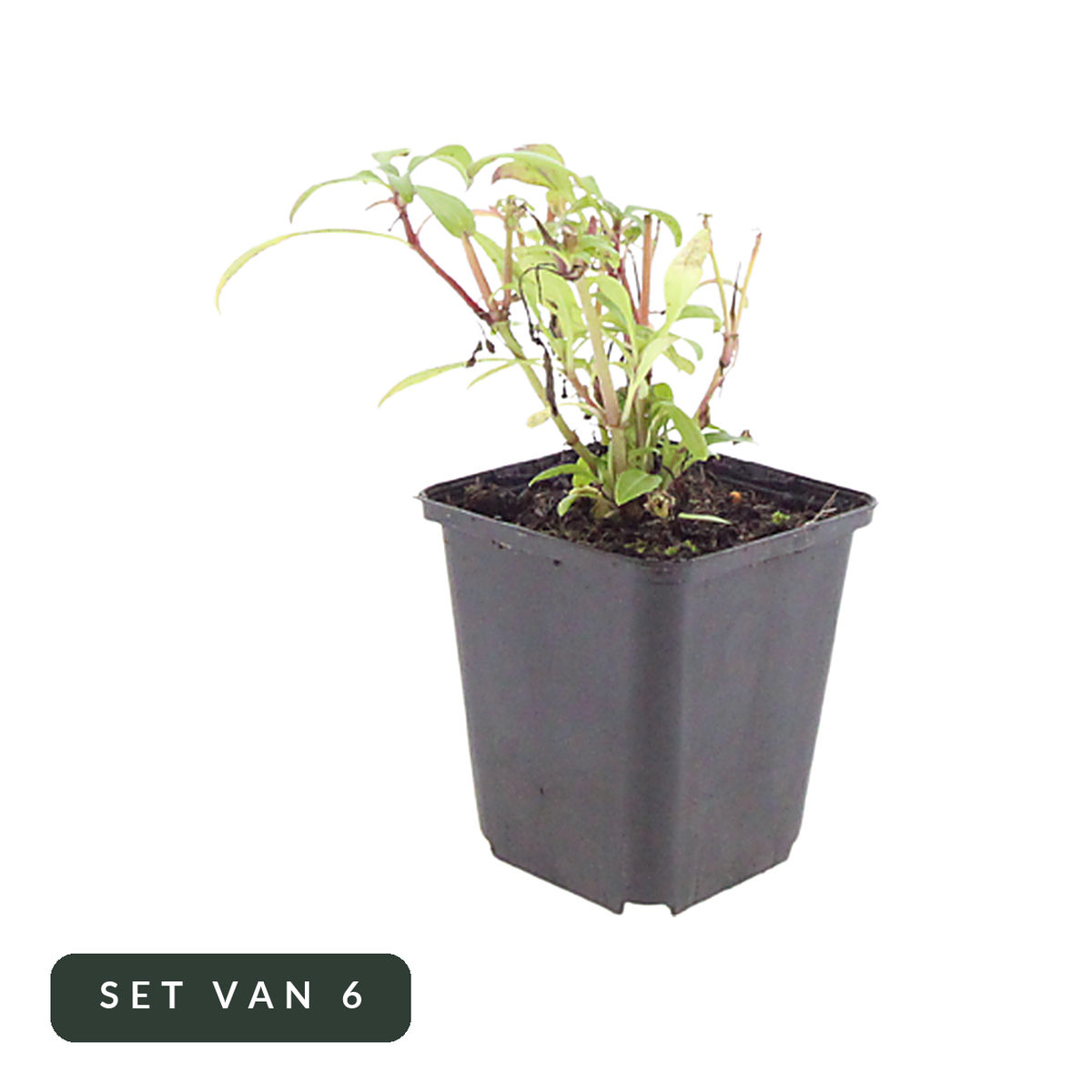 Rode valeriaan Coccineus in kweekpot, set van 6, op witte achtergrond