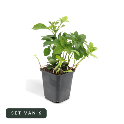 Schaduwkruid Green Carpet in kweekpot, set van 6, op witte achtergrond