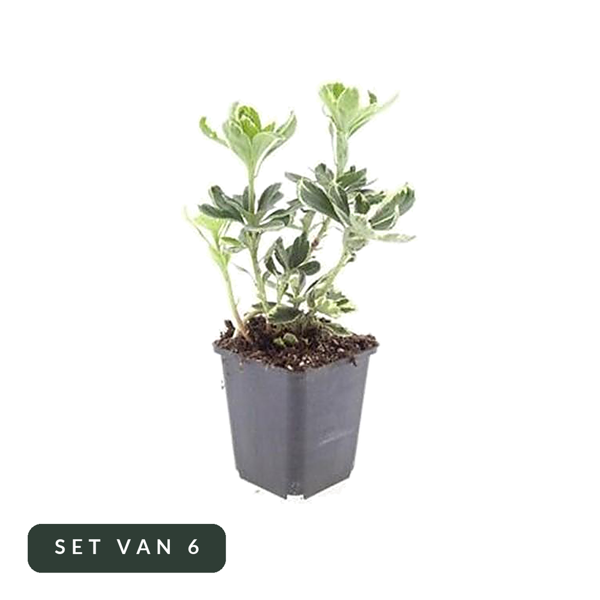 Schaduwkruid Variegata set van 6 in kweekpot, hoofdfoto op witte achtergrond