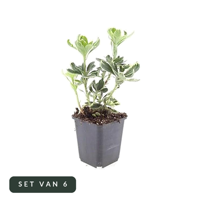 Schaduwkruid Variegata set van 6 in kweekpot, hoofdfoto op witte achtergrond