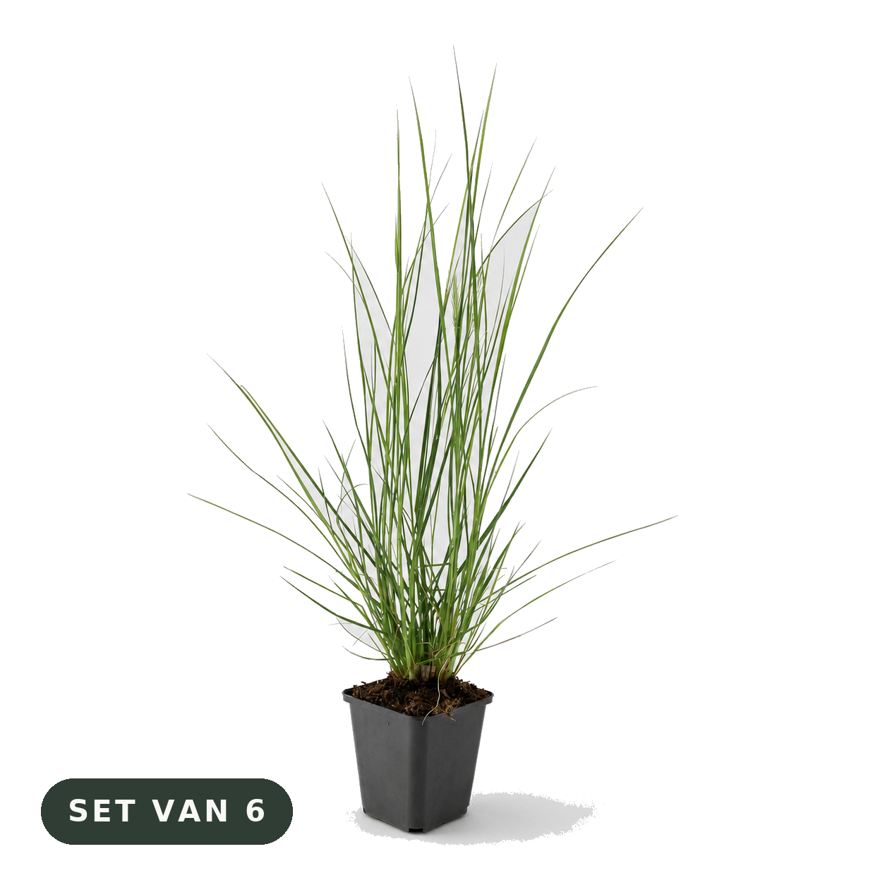 Siergras 'Hameln' - set van 6 plantjes in kweekpot