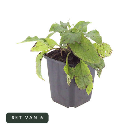 Smeerwortel set van 6 in pot, hoofdfoto op witte achtergrond