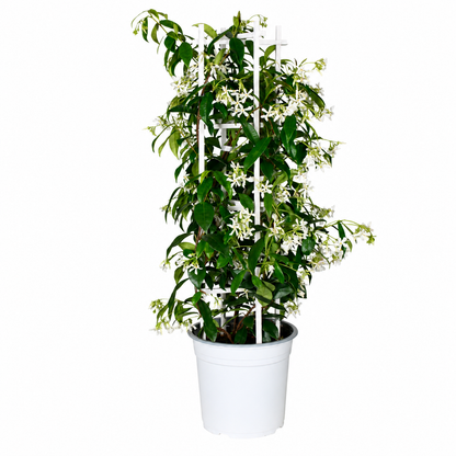 Sterjasmijn klimplant in pot op klimrek