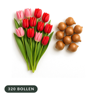 Roze en rode tulpen met tulpenbollen op witte achtergrond, 320 bloembollen