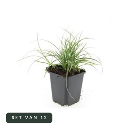 Veldbies Luzula nivea in kweekpot, set van 12, op witte achtergrond