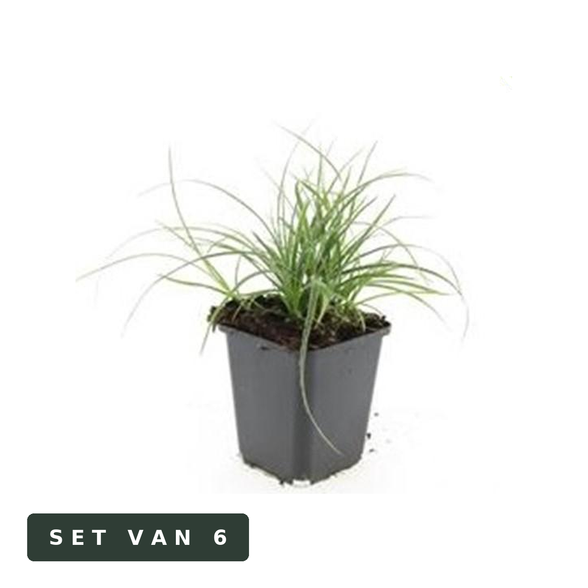 Veldbies Luzula nivea in kweekpot, set van 6, op witte achtergrond