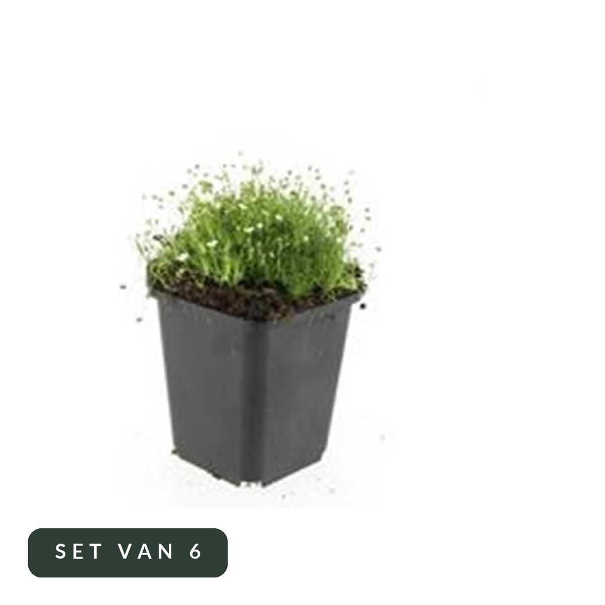 Vetmuur Sagina subulata in kweekpot, set van 6, op witte achtergrond