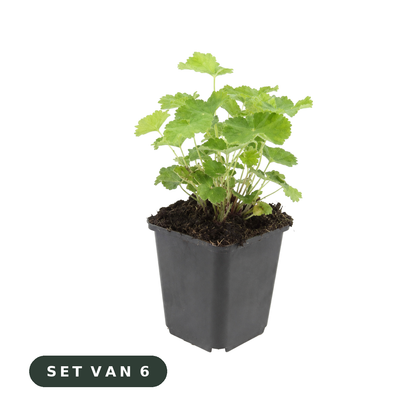 Vrouwenmantel - set van 6, witte achtergrond