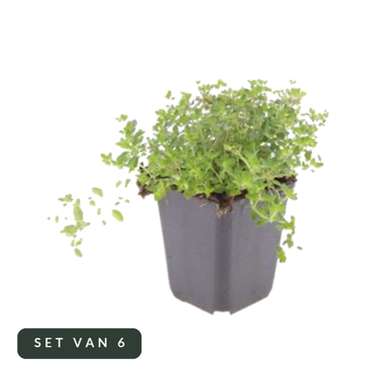Wilde tijm Thymus serpyllum in kweekpot, set van 6, op witte achtergrond
