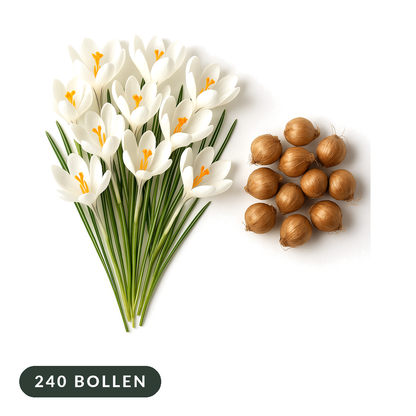 Witte krokussen en krokusbollen op witte achtergrond, 240 bloembollen