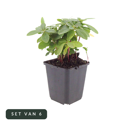 Wolfsmelk Euphorbia amygdaloides robbiae in kweekpot, set van 6, op witte achtergrond